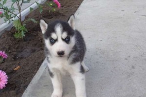 Excellent Siberian Husky Puppies