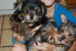 Teacup Yorkie Puppies for Sale