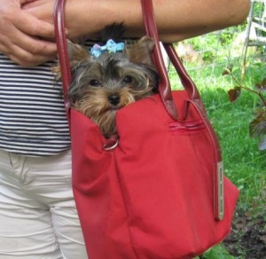 Yorkie Puppies For You