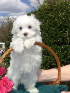 Home Trained Teacup Maltese puppies