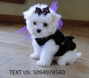 Maltese Puppies For Adoption