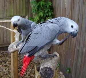 Talkative Pair African Grey Parrots