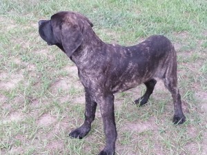 AKC English Mastiff