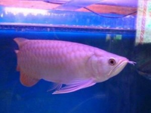 Arowana Fish for Sale