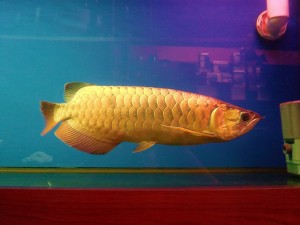 Arowana Fish for Sale