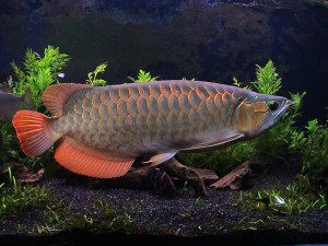 Best Quality Arowana Fish For Sale