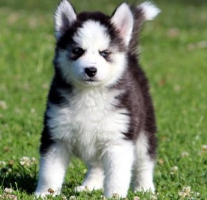 Magnificent Husky Puppies