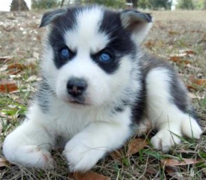 Gorgeous Blue Eyed Female Siberian Husky Puppy