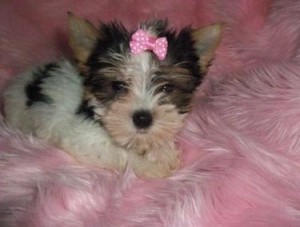 Female Yorkshire Terrier for Sale