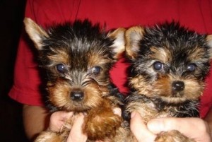 Male and Female T-Cup Yorkshire Terriers