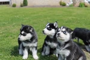 Cute Siberian Husky Puppis for Adoption