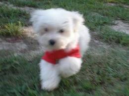 Two Maltese Puppies Available