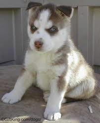 Siberian Husky Puppy For Sale