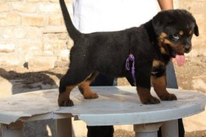 Purebred German Rottweiler Puppies for Sale