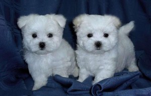 Gorgeous Maltese Puppies