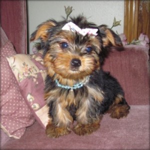 Teacup Yorkie Puppies