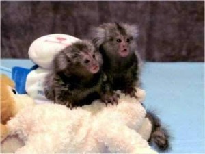 Finger Marmoset Monkeys for Sale