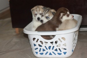 Siberian Husky Pups