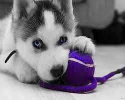 Siberian Husky Puppy For Pet Lovers