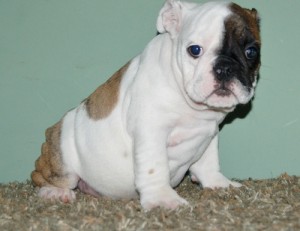 High Quality English Bulldog Puppy