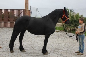 FHANA Registered Friesian Gelding Available