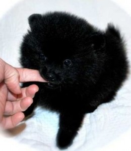 Black Pomeranian Puppy for Sale