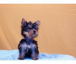 Three Yorkshire Terrier Puppies for Adoption