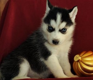 Siberian Husky Puppies