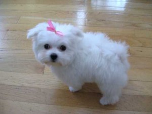 Gorgeous Little Maltese Puppies