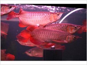 Asain Arowana, Koi fish and many others for sale