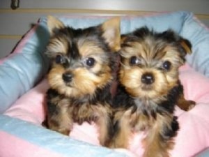 Gorgeous Teacup Yorkie Puppy