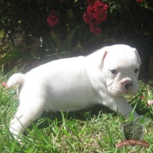 Cute English Bulldogs