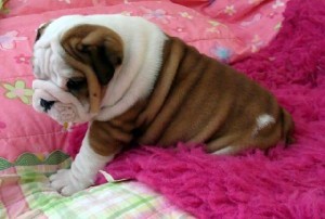 Blue Pied English Bulldogs Available