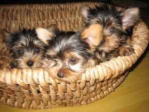 Yorkshire Terrier Puppies