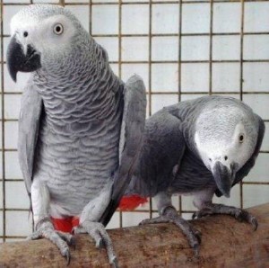 Beautiful African Grey