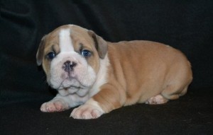 Charming English Bulldog Puppies