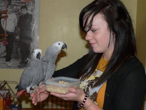 African Grey Parrots for Adoption