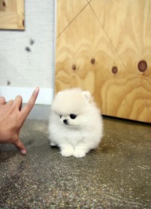 Pomeranian Puppies for Sale