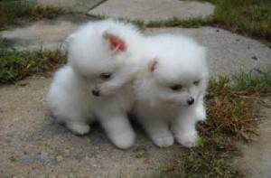 Charming Pomeranian Puppies for Adoption