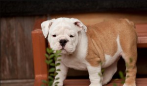 English Bulldogs