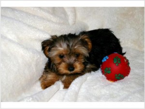 Brilliant T-Cup Yorkie Puppies For Adoption