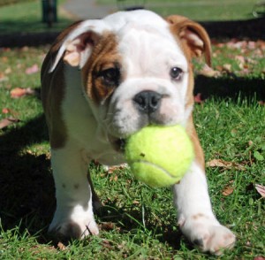 English Bulldog Puppies - 16 Weeks Old