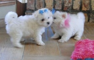 Two Gorgeous Maltese Puppies for Sale