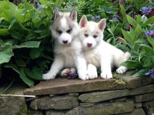 Siberian Husky Pups for Sale