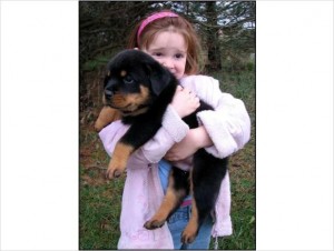 Rottweiler Dogs