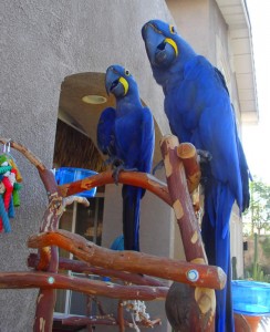 Adorable African Grey, Macaws, Cockatoos and Amazon Babies for Sale