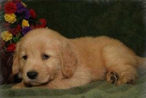 Golden Retriever Puppies