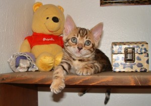 Adorable Bengal Kittens for Sale