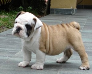 Affectionate English Bulldog Puppies for Sale