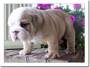 Lovely English Bulldog Puppies